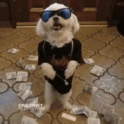 Cute Rich Dog Sunglasses  GIF