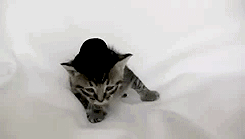 Cute Sad Cat Wearing Little Hat GIF