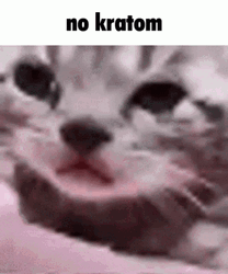 Cute Sad Kitten Crying No Kratom GIF
