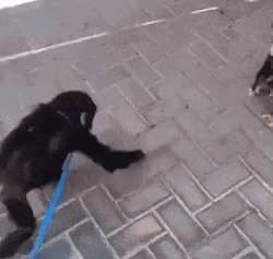Cute Sad Young Apes Hugging GIF