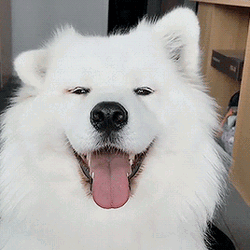 Cute Samoyed Dog Smiling