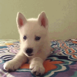 Cute Samoyed Puppy Barking GIF