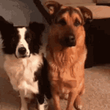 Cute Scared Dog Hug GIF