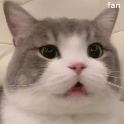 Cute Scared Huh Cat Meme GIF