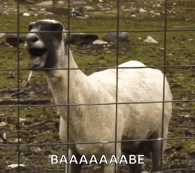 Cute Screaming Goat Babe GIF