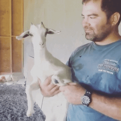 Cute Screaming White Talkative Goat GIF