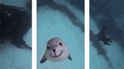 Cute Seal Kiss You GIF