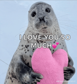 Cute Seal Meme GIF