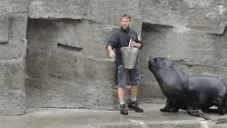 Cute Seals Getting Lunch Time  GIF