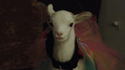 Cute Sheep Butterfly GIF