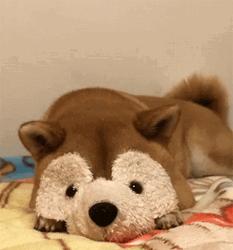 Cute Shiba Inu Dog