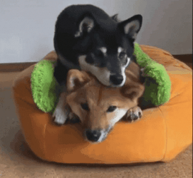 Cute Shiba Inu Dogs Hugging Cuddling GIF