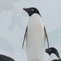 Cute Shocked Penguin