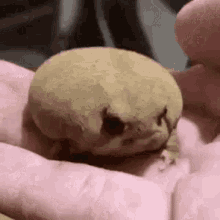 Cute Shy Bull Frog