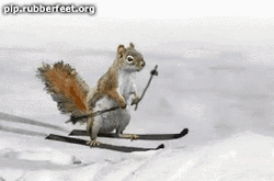 Cute Skiing Squirrel GIF