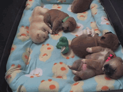 Cute Sleeping Dreaming Puppies  GIF