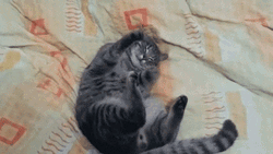 Cute Sleepy Black Cat GIF