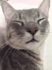 Cute Sleepy Cat Closed Eyes GIF