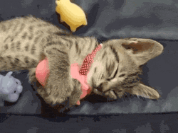 Cute Sleepy Cat  Cuddling Its Toy GIF