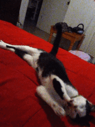 Cute Sleepy Cat In Red Bed GIF