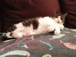 Cute Sleepy Cat In Sofa GIF