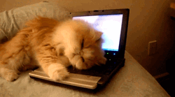 Cute Sleepy Cat Lying On Laptop GIF