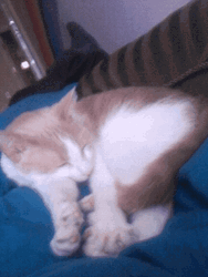 Cute Sleepy Curled Up Cat GIF