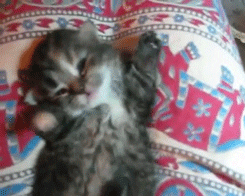 Cute Sleepy Kitten  GIF