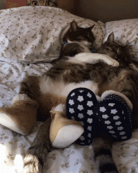 Cute Sleepy Little Cats Hugging  GIF