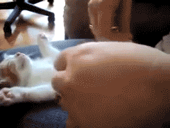 Cute Sleepy Lying Down Cat GIF