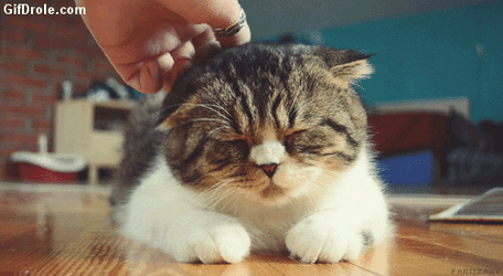 Cute Sleepy Moving Cat  GIF