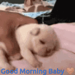 Cute Sleepy Newborn Good Morning Puppy   GIF