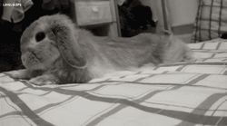 Cute Sleepy Rabbit Rolling GIF