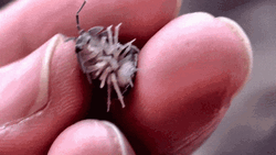 Cute Small Bug GIF