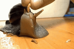 Cute Snail Eating Worm GIF