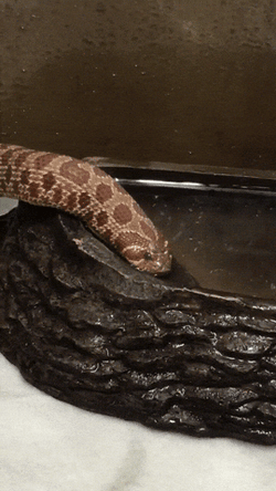 Cute Snake Drinking From Water Bowl GIF