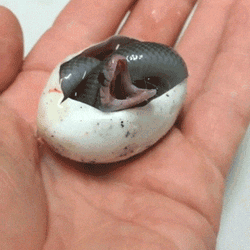 Cute Snake Inside Its Shell GIF