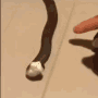 Cute Snake Playing Dead GIF