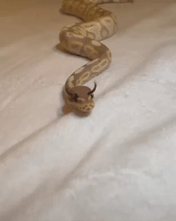 Cute Snake With Fake Eyelashes GIF