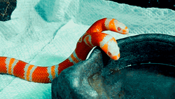 Cute Snake With Two Heads GIF