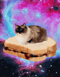 Cute Space Cat Sandwich GIF