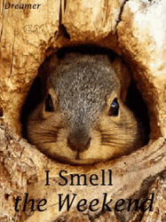 Cute Squirrel Almost The Weekend GIF