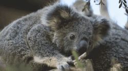 Cute Staring Koala