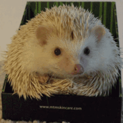 Cute Steady Hedgehog GIF