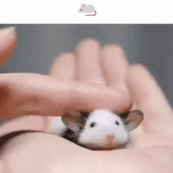 Cute Tiny Mouse On A Hand GIF