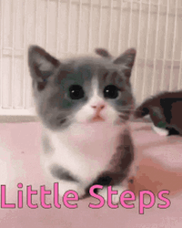 Cute Tiny Step By The Little Kitten GIF