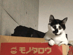 Cute Tongue Lick Cat GIF