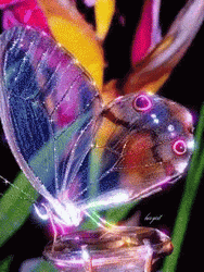 Cute Transparent Purple Butterfly GIF