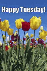 Cute Tuesday Colorful Tulips GIF