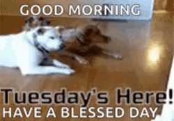 Cute Tuesday Electric Mop Dog On Top GIF